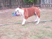 Ftse playing ball 006.jpg Ftse playing ball 006.jpg