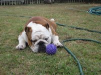 Ftse playing ball 001.jpg Ftse playing ball 001.jpg