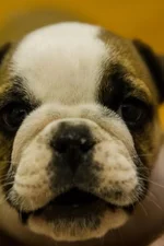 Ellie Mae 3.webp