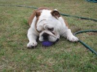 Ftse playing ball 002.jpg Ftse playing ball 002.jpg
