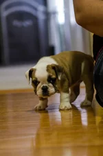Ellie Mae 4.webp