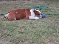Ftse playing ball 004.jpg Ftse playing ball 004.jpg