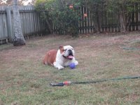 Ftse playing ball 007.jpg Ftse playing ball 007.jpg