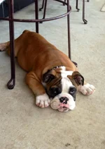 Brutus 10-20-12.webp