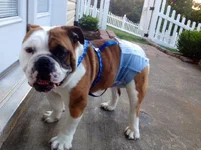 Truman2.webp
