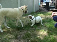 Rocco Meets Molly 004.webp