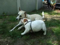 Rocco Meets Molly 001.webp