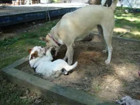 Rocco Meets Molly 006.webp
