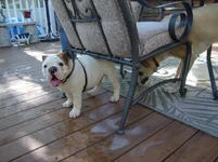 Rocco Meets Molly 010.webp