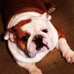 photo(1).webp