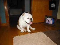 bulldog painting 004.webp