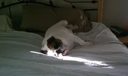 dublininbed2.webp