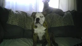 FRANKLIN & HOUDINI AT GRAMMA'S HOUSE.webp