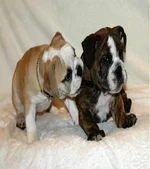 ImageUploadedByTapatalk1340205444.766840.webp ImageUploadedByTapatalk1340205444.766840.webp