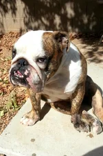 Truman2.webp