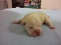 newborn puppy.webp