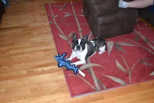 Pierre.webp