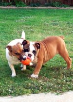Brutus & Marlee 10-24-12.jpg Brutus & Marlee 10-24-12.jpg
