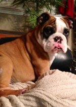 Brutus 10-24-12.jpg Brutus 10-24-12.jpg