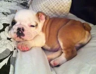 franklin 7.5 weeks.webp