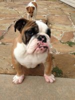 Brutus 12-08-12.1.jpg Brutus 12-08-12.1.jpg