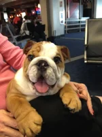 Roco Dallas airport.webp