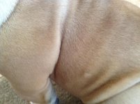fur spot on maggie.jpg