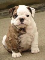 jessie puppies 087.webp