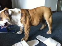 JJ 001.webp