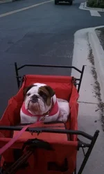 dogtoberfest1.webp