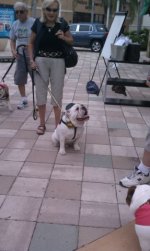 dogtoberfest2.jpg dogtoberfest2.jpg