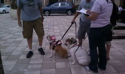 dogtoberfest3.webp