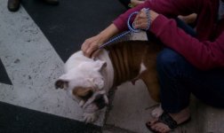 dogtoberfest4.jpg dogtoberfest4.jpg