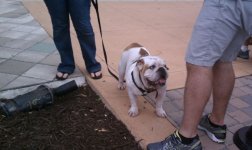 dogtoberfest5.jpg dogtoberfest5.jpg