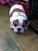 photo (3).webp