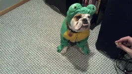frog.webp