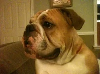 Otis.webp