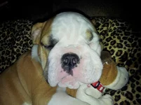 Lola first year 026.webp