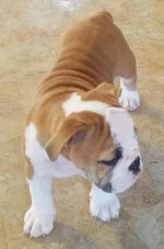 Lola first year 043.webp