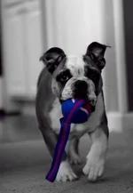 Ellie Mae 5.webp