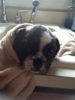 8 weeks old First bath.webp