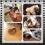 Dozer 1st day-2.jpg