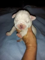 puppy pic 10 days.webp