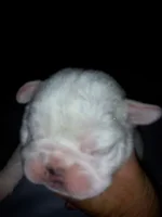 puppy face 10 days.webp