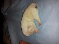 puppy 10 days 3rd pic.webp