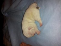 puppy 10 days 3rd pic.jpg