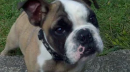 geno 872010.webp