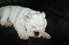 sleeping.webp