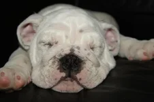 still sleeping.webp