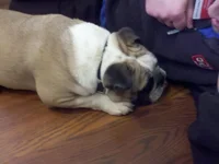 geno on kitchen floor.webp